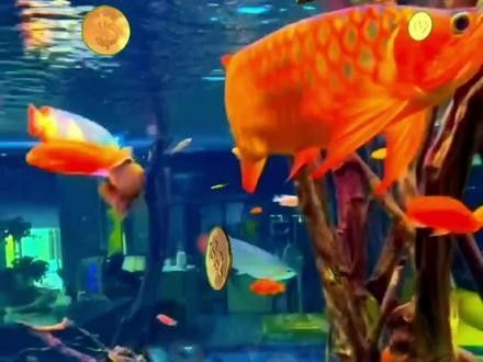 龍魚圖片大全圖片高清壁紙