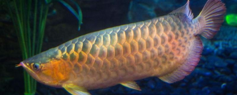 魚缸養(yǎng)金龍魚多久才換水：魚缸養(yǎng)金龍魚多久才換水及換水量的依據(jù)是什么