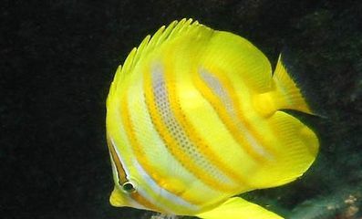 金龍魚半米長大約需要多少錢一條：半米長的金龍魚價(jià)格大概在500元左右