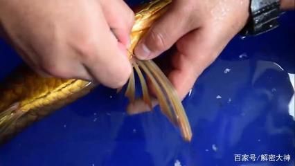 金龍魚半米長(zhǎng)大約需要多少錢一條：半米長(zhǎng)的金龍魚價(jià)格大概在500元左右