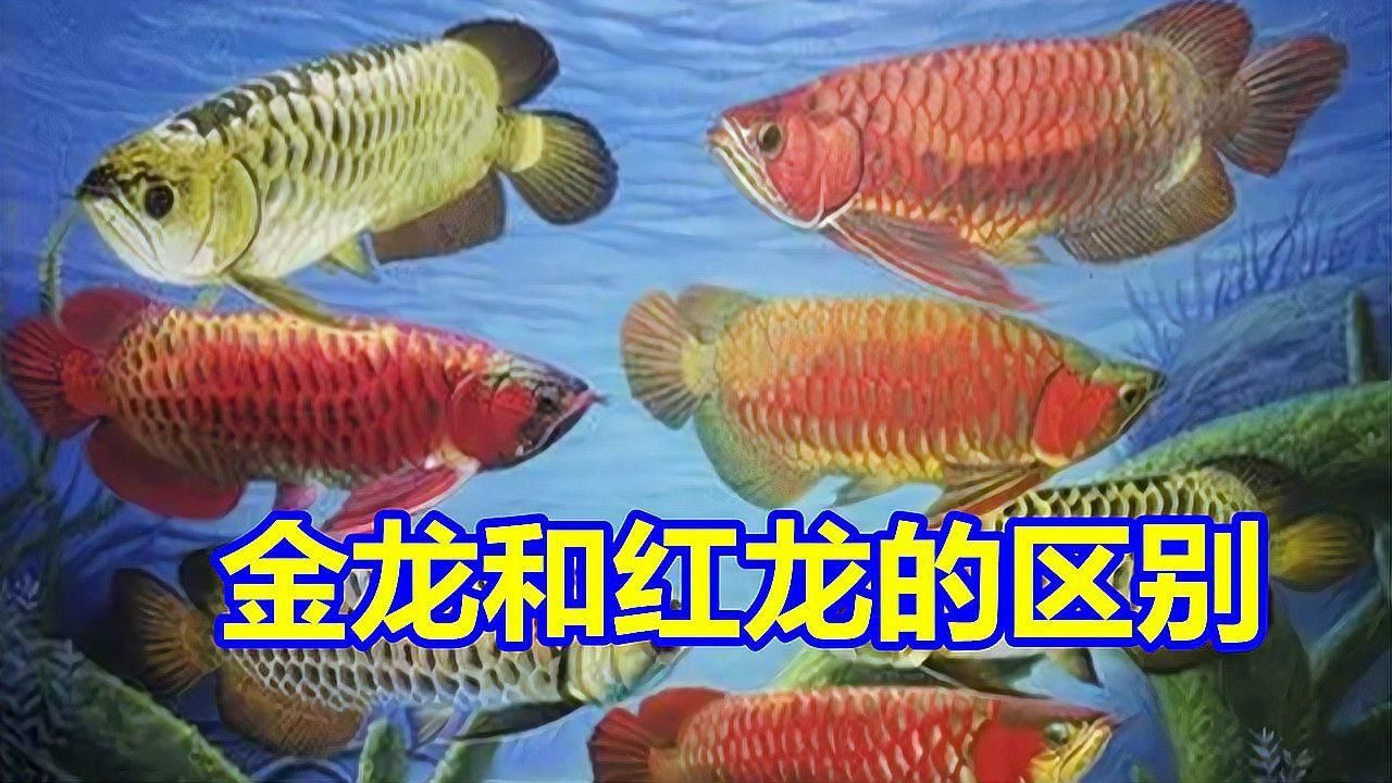 紅龍與金龍魚的區別