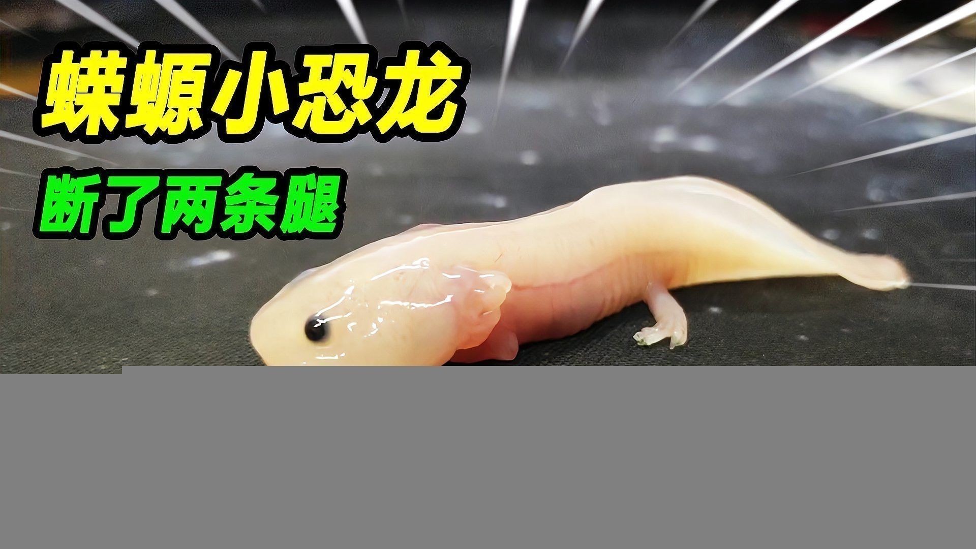 六角恐龍常見疾病有哪些癥狀？