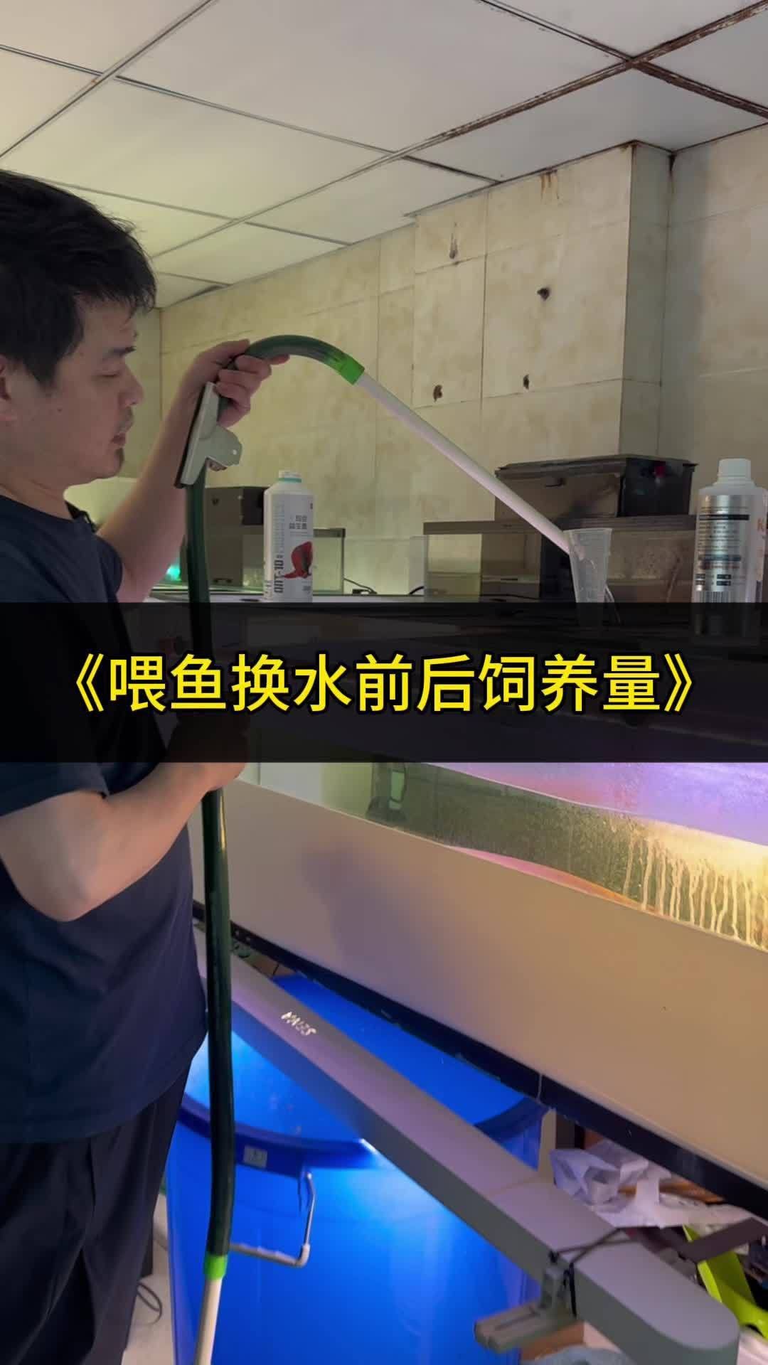 有哪些方法可以改善金龍魚消化？