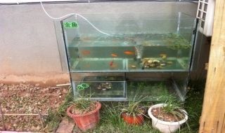 買過來的小魚怎么分批給龍魚吃：喂食龍魚小魚時需要考慮到小魚的清潔、處理方式以及飲食習慣