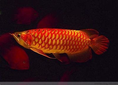 龍魚長什么樣子啊：龍魚是一種具有極高觀賞價值的淡水魚類