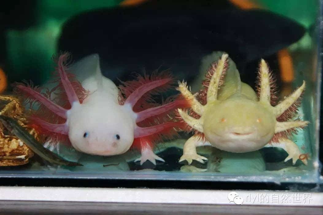 六角恐龍魚水溫多少度合適：六角恐龍魚喂食怎么喂