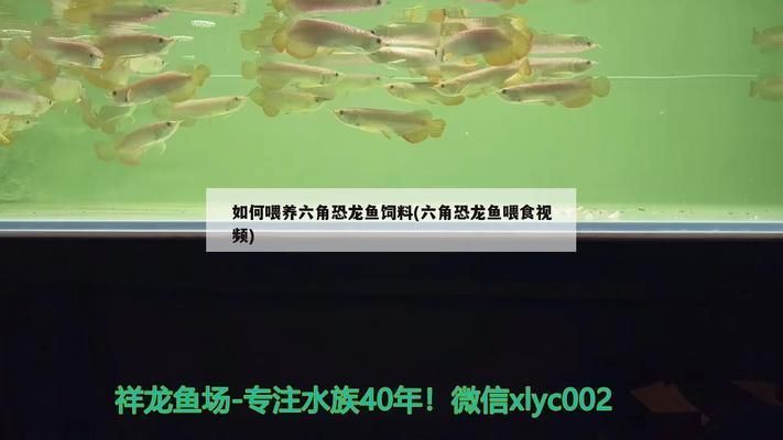 六角恐龍魚水溫多少度合適：六角恐龍魚喂食怎么喂
