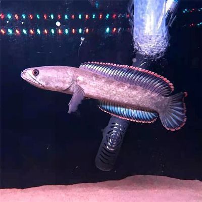 紅龍魚品質等級標準是什么意思，紅龍魚品質等級標準