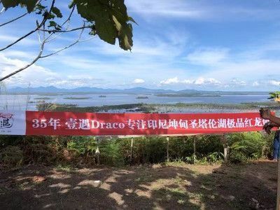 龍魚寬的好還是窄的好：寬體龍魚的飼養技巧，窄體龍魚的飼養技巧， 龍魚寬的好還是窄的好：寬體龍魚的飼養技巧，窄體龍魚的飼養技巧， 龍魚百科 第3張