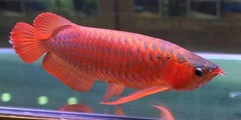 龍年養龍魚文案簡短：2024龍年與龍魚共舞