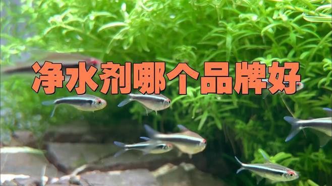 有哪些品牌的水質(zhì)調(diào)節(jié)劑推薦？