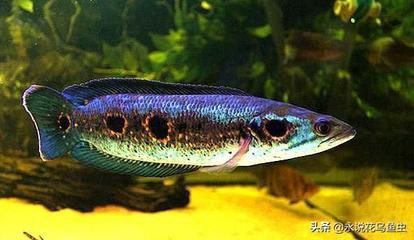龍魚和海象可以混養嗎（龍魚和海象混養會有什么后果？）