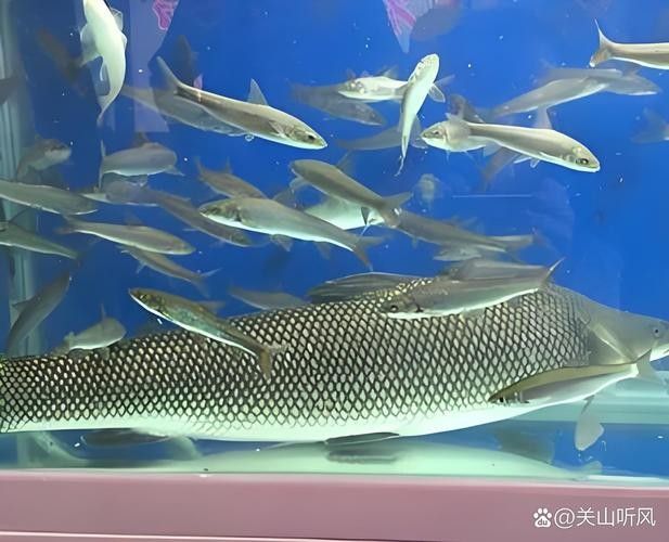 銀龍魚怎么賣掉