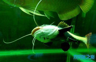 龍魚配招財貓的說法：龍魚招財貓風水布局技巧