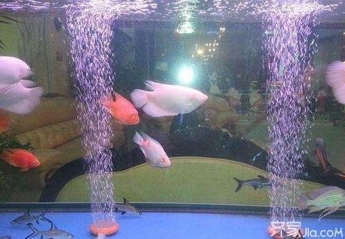 財神鸚鵡魚光照周期設置(如何判斷財神鸚鵡魚光照是否合適)