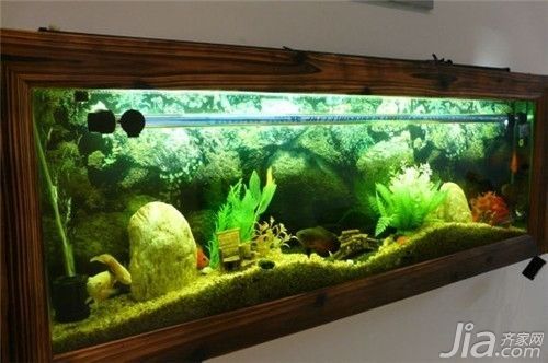 財神鸚鵡魚光照周期設置(如何判斷財神鸚鵡魚光照是否合適)