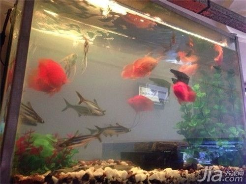 財神鸚鵡魚光照周期設置(如何判斷財神鸚鵡魚光照是否合適)