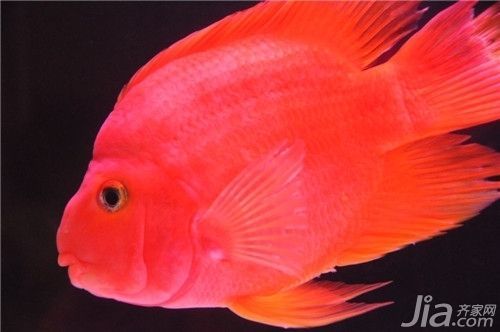 財神鸚鵡魚光照周期設置(如何判斷財神鸚鵡魚光照是否合適)