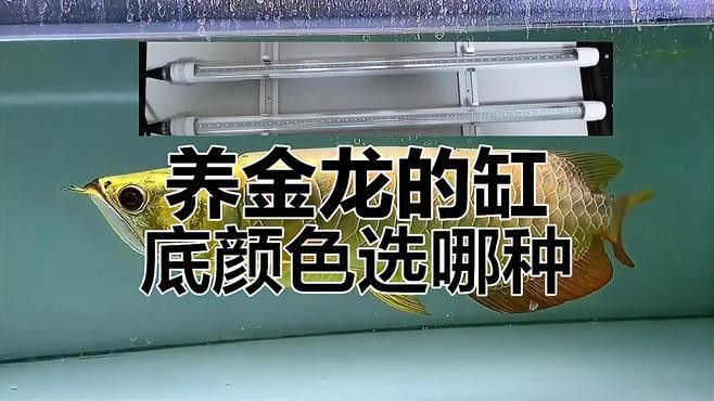 金底金龍魚缸底用什么顏色