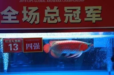 龍魚比賽冠軍（2024年長城杯世界龍魚錦標賽冠軍是誰？）