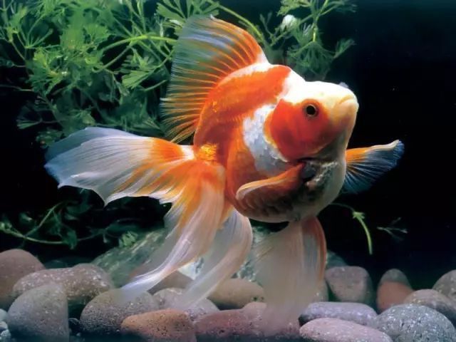 詳細介紹龍魚松鱗病的早期癥狀 詳細介紹龍魚松鱗病的早期癥狀 龍魚百科 第8張
