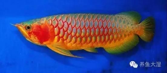 頂級龍魚圖文鑒賞：頂級龍魚圖文鑒賞，為了欣賞它們的美麗外觀