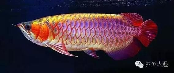 頂級龍魚圖文鑒賞：頂級龍魚圖文鑒賞，為了欣賞它們的美麗外觀