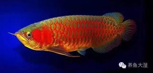 頂級龍魚圖文鑒賞：頂級龍魚圖文鑒賞，為了欣賞它們的美麗外觀