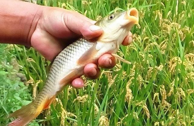 龍圩批發魚:批發魚怎么找銷路