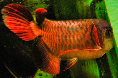 戰車紅龍魚是什么意思（戰車紅龍魚是一種特殊的紅龍魚品種）
