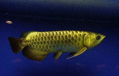 金龍魚公魚和母魚的區別在哪里：金龍魚公魚與母魚之間存在一些明顯的區別