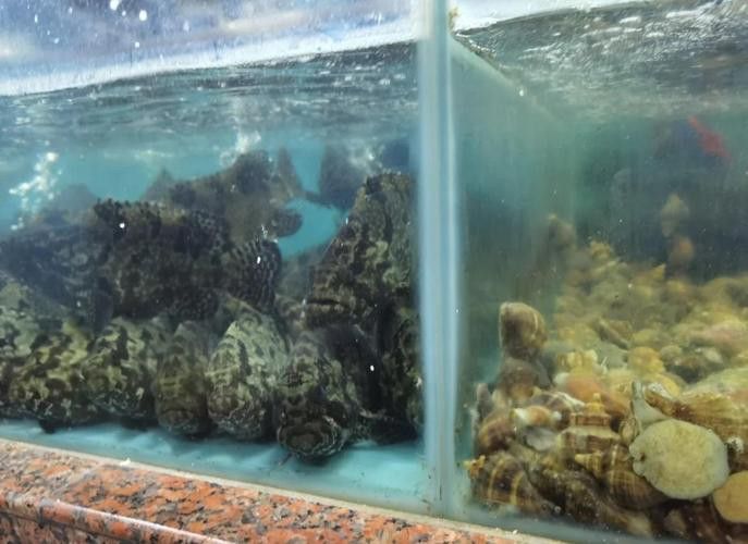 重慶哪里有賣龍魚的