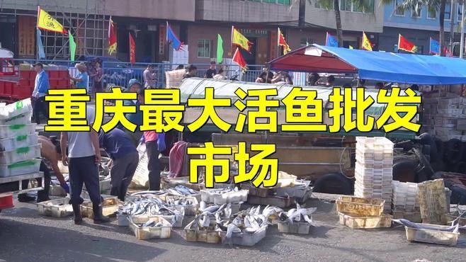 重慶哪里有賣龍魚的