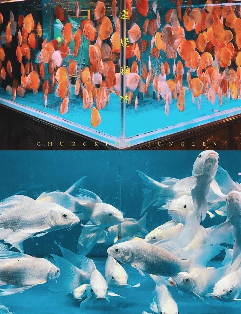 重慶哪里有賣龍魚的