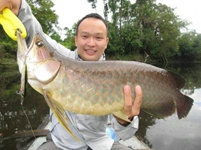 金龍魚用什么釣在哪里釣（如何自制金龍魚餌料金龍魚釣魚技巧分享金龍魚釣魚地點(diǎn)推薦） 金龍魚用什么釣在哪里釣（如何自制金龍魚餌料金龍魚釣魚技巧分享金龍魚釣魚地點(diǎn)推薦） 龍魚百科 第4張
