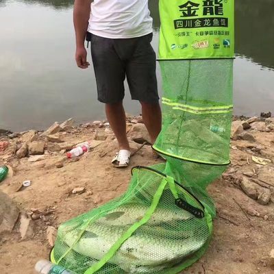 金龍魚用什么釣在哪里釣（如何自制金龍魚餌料金龍魚釣魚技巧分享金龍魚釣魚地點(diǎn)推薦） 金龍魚用什么釣在哪里釣（如何自制金龍魚餌料金龍魚釣魚技巧分享金龍魚釣魚地點(diǎn)推薦） 龍魚百科 第1張