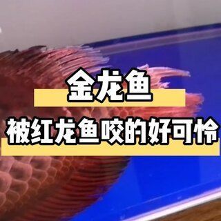 紅龍魚的尾巴怎么越養(yǎng)越大：紅龍魚尾巴怎么越養(yǎng)越大