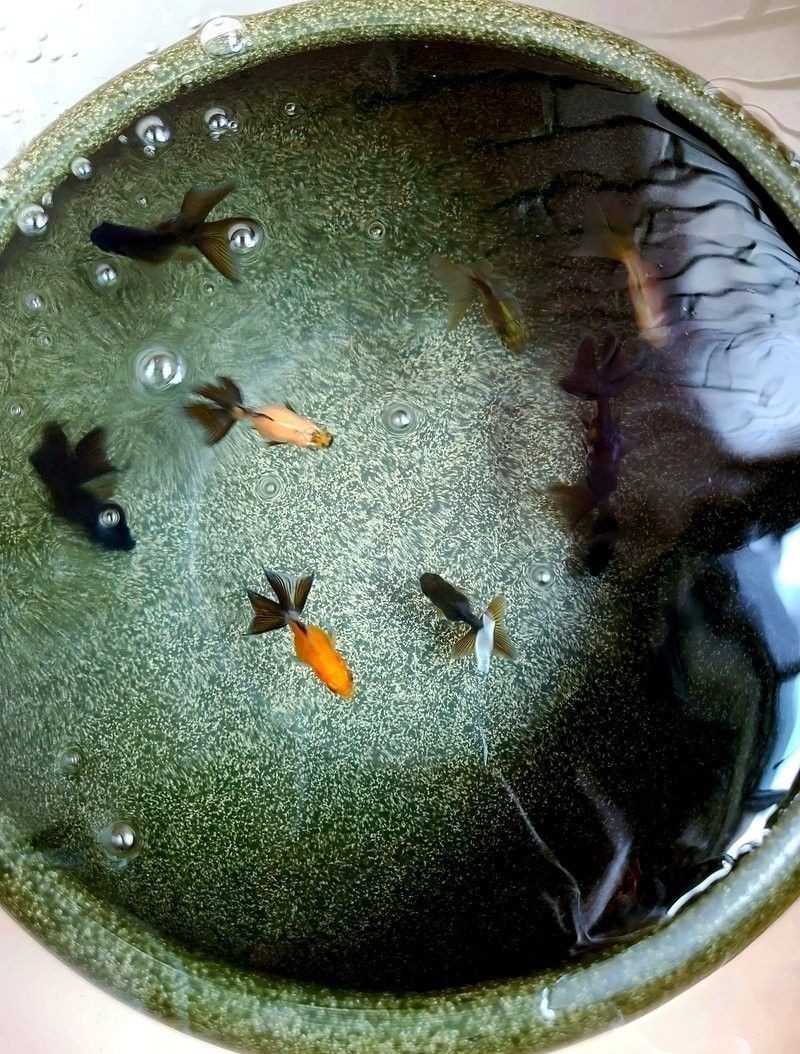 龍晴魚多久喂一次食？