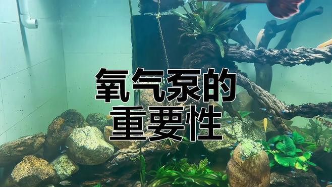 龍魚應急準備的具體設備有哪些？