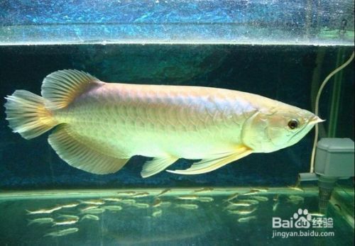 龍魚趴缸解決方法有哪些，如何判斷龍魚是否患病 龍魚趴缸解決方法有哪些，如何判斷龍魚是否患病 龍魚百科 第1張