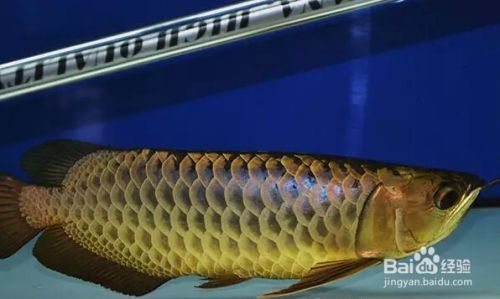 龍魚趴缸解決方法有哪些，如何判斷龍魚是否患病 龍魚趴缸解決方法有哪些，如何判斷龍魚是否患病 龍魚百科 第3張