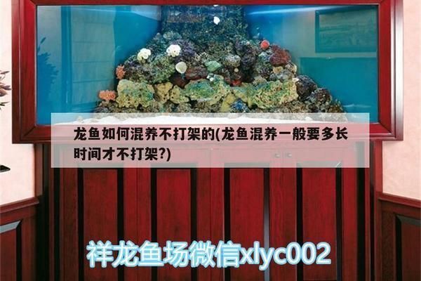 龍魚混養一般要多長時間才不打架？，
