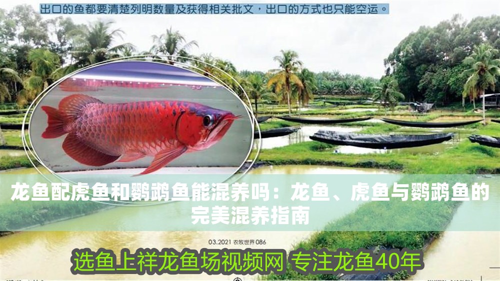 龍魚配虎魚和鸚鵡魚能混養嗎：龍魚、虎魚與鸚鵡魚的完美混養指南