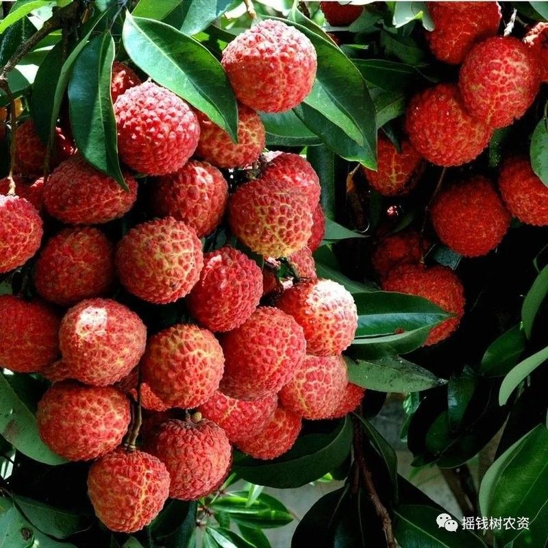 龍眼爛尾病的發(fā)生條件是什么？