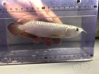 小紅龍魚溫度多少合適喂食：小紅龍魚適宜的水溫應該在24-29攝氏度之間
