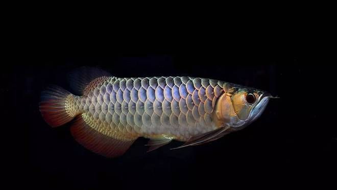 小紅龍魚溫度多少合適喂食：小紅龍魚適宜的水溫應該在24-29攝氏度之間