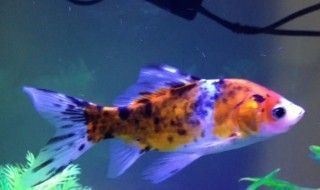 黃鰭鯧魚與哪些魚類混養(yǎng)效果好，