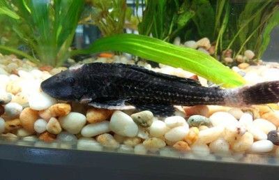 曼龍魚(yú)繁殖時(shí)需要注意什么事項(xiàng)：曼龍魚(yú)繁殖時(shí)需要注意什么？
