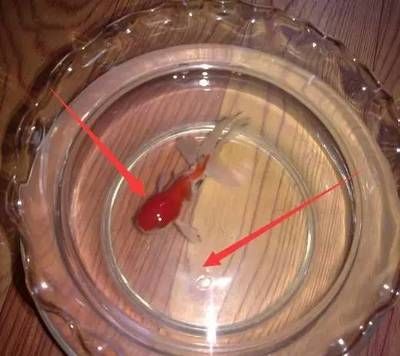 曼龍魚(yú)繁殖時(shí)需要注意什么事項(xiàng)：曼龍魚(yú)繁殖時(shí)需要注意什么？