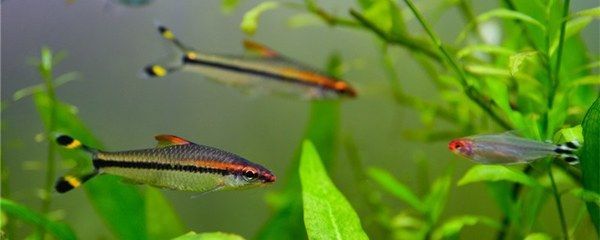 曼龍魚(yú)繁殖時(shí)需要注意什么事項(xiàng)：曼龍魚(yú)繁殖時(shí)需要注意什么？